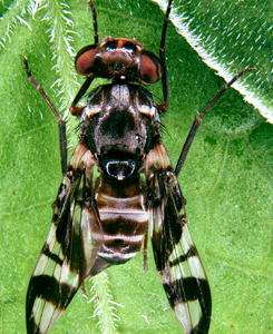 Hembra de mosca cabeza de martillo, Plagiocephalus latifrons.