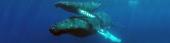 ¿Qué nos dicen los ácidos grasos del tejido adiposo de las ballenas jorobadas?